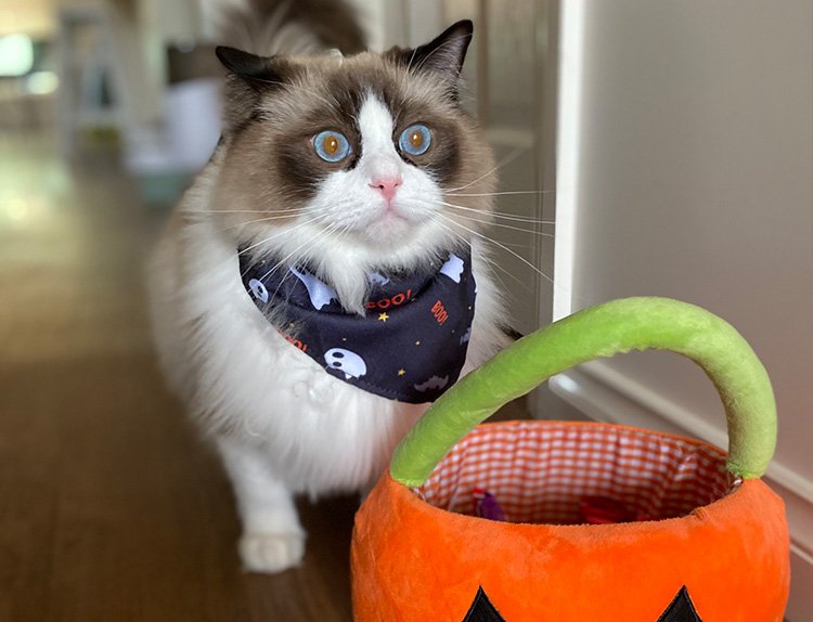 how to groom ragdoll kittens