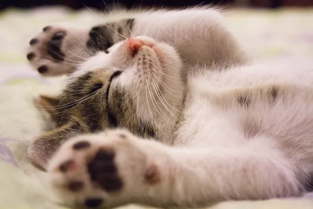First weeks with Ragdoll kittens