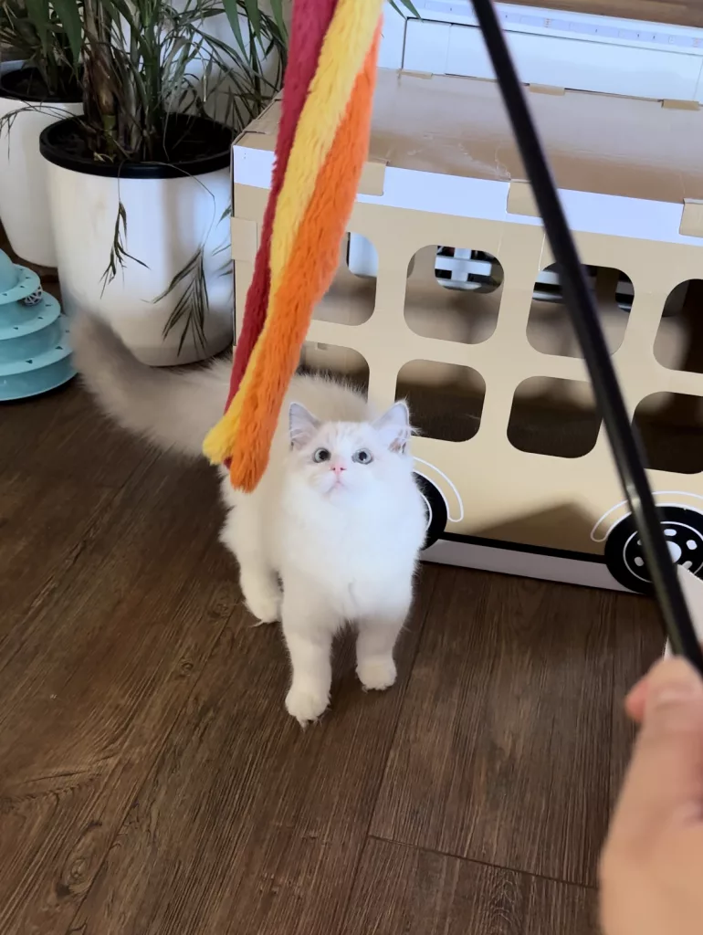 ragdoll cats like to play with