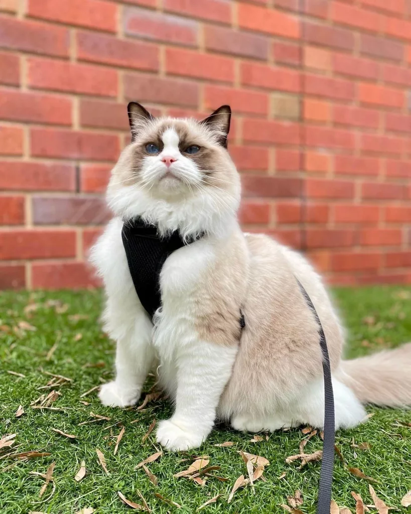 ragdoll named hugo, a show quality ragdoll breed