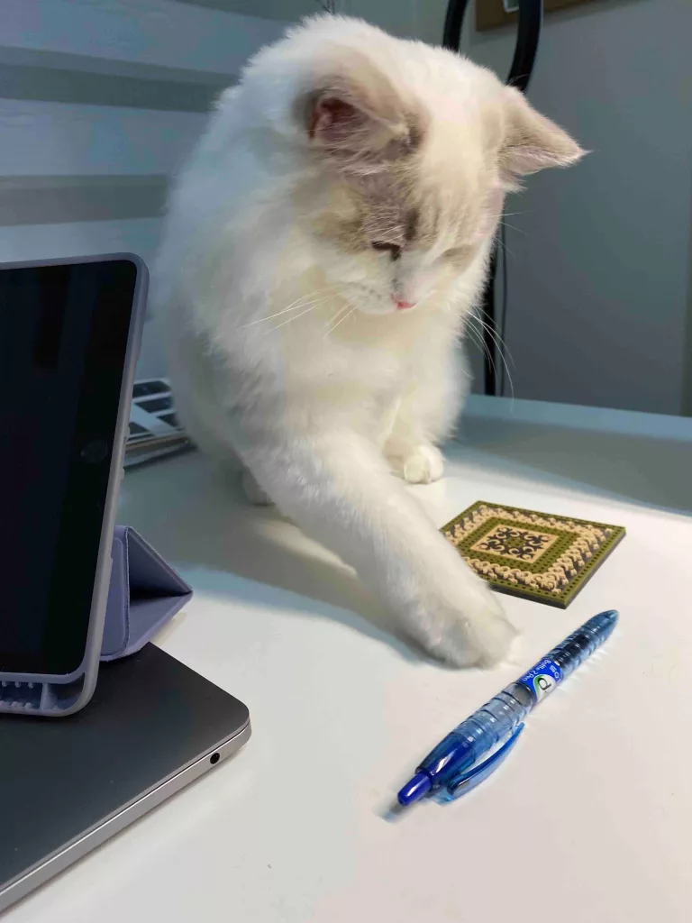 keep your ragdoll kitten entertained