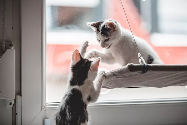 kittens playing