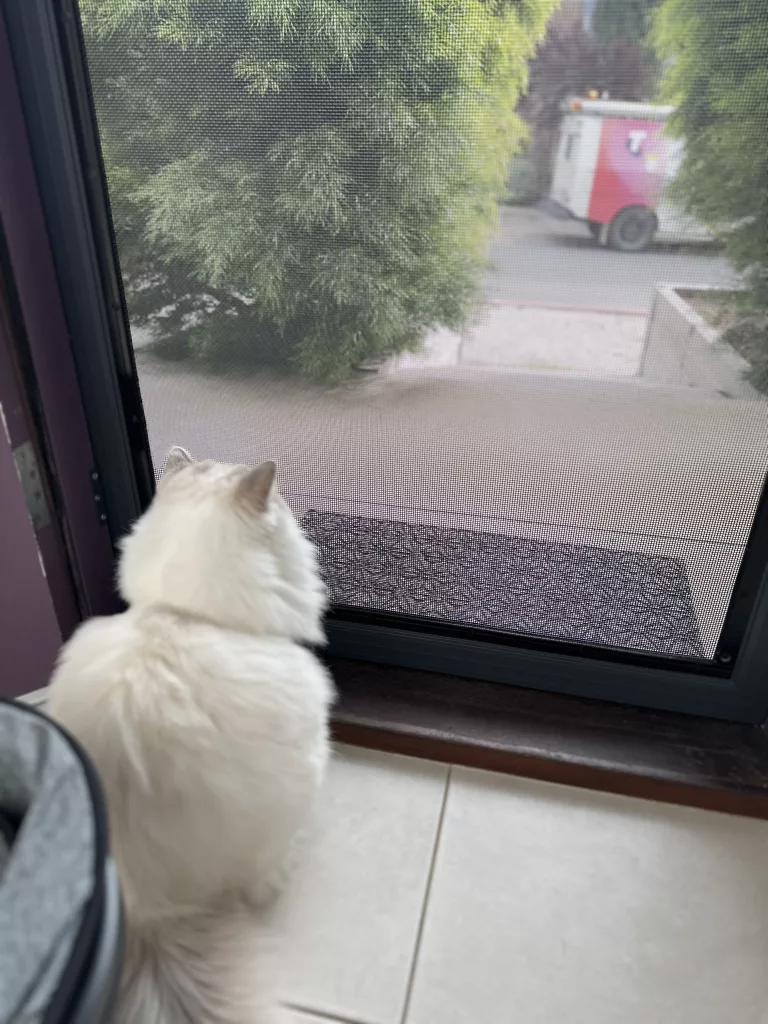 ragdoll cats ok for solo living
