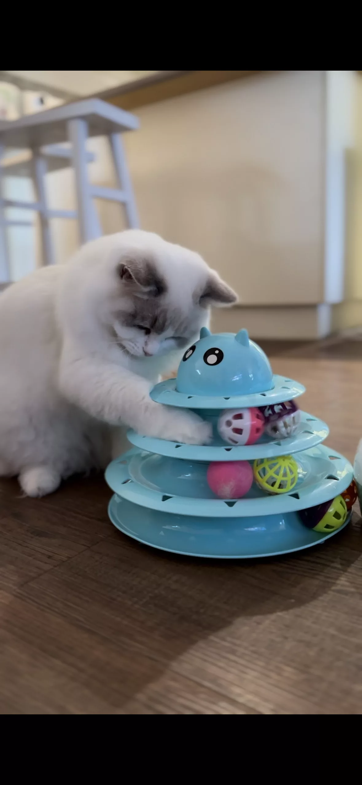 bonding with your ragdoll kitten