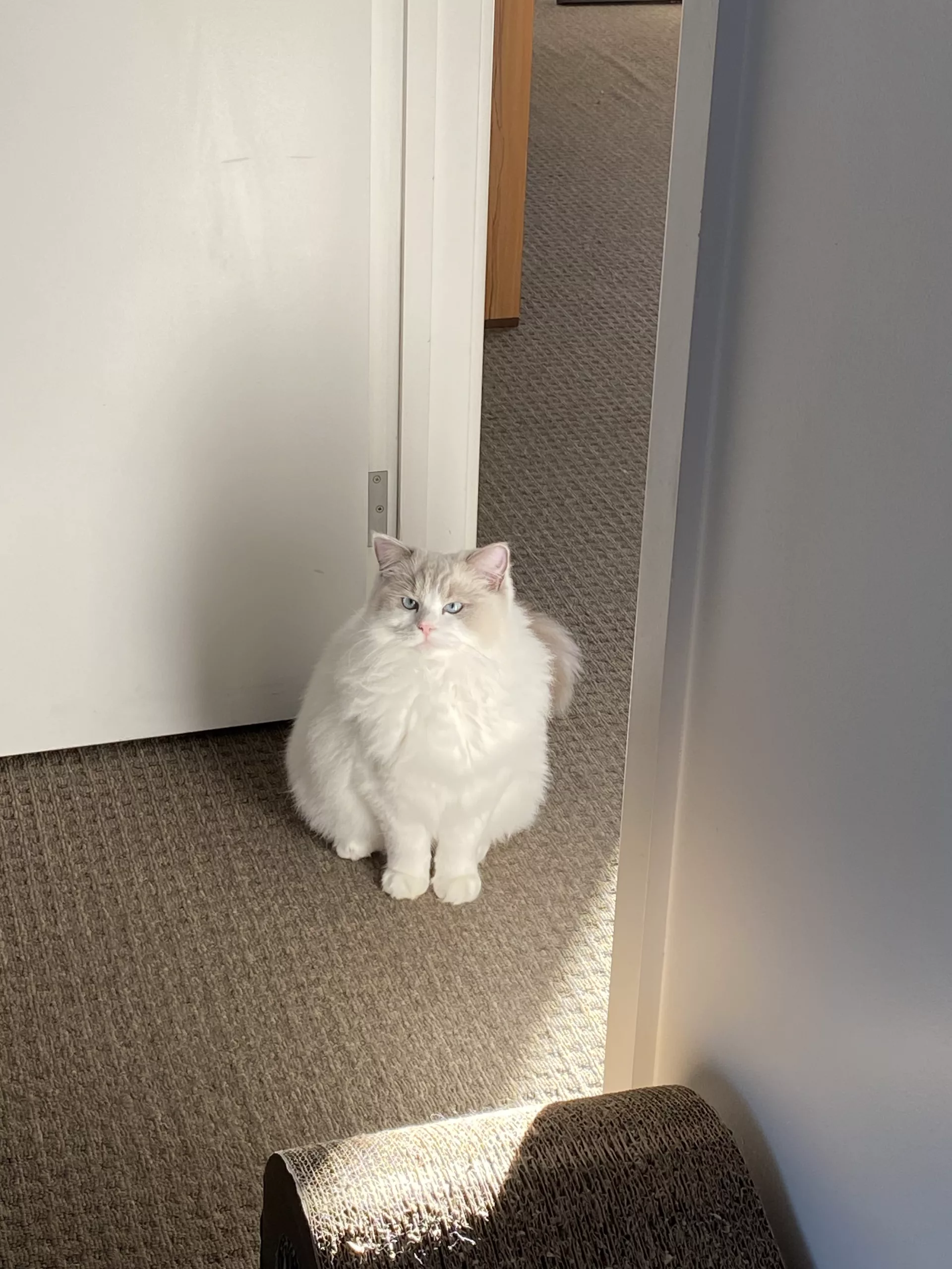 ragdoll cats ok to be alone