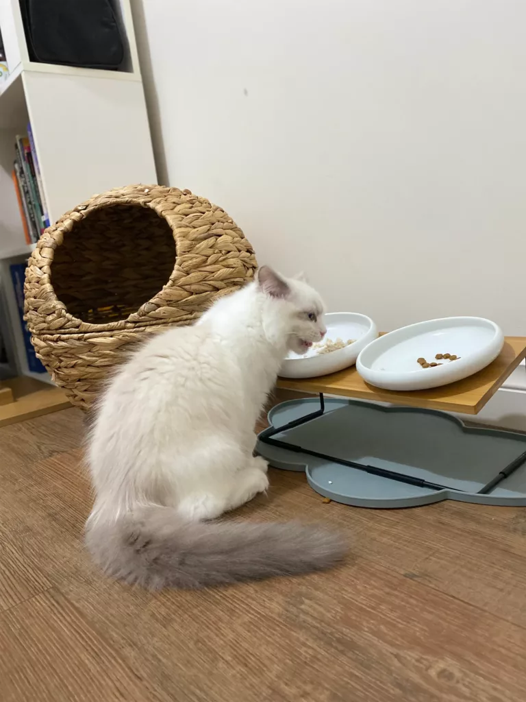 can ragdoll cats eat fish