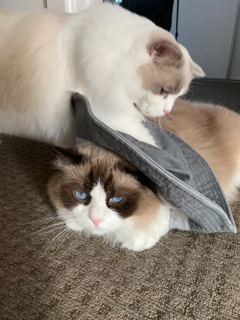 ragdoll kittens playing