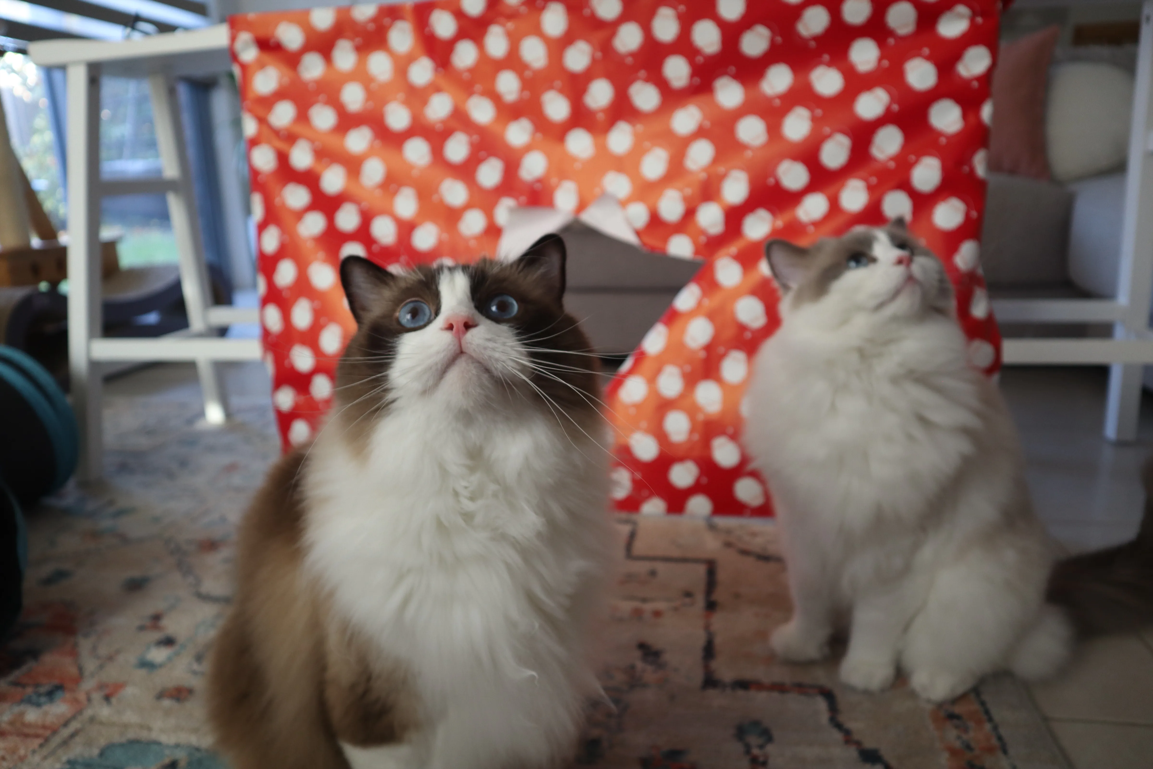 pros and cons of ragdoll cats